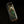 wild blood best coconut water healthy electrolytes natural energy drink hydration recovery premium can